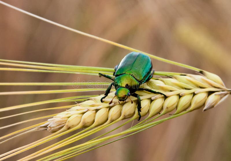 A green Japanese beetle on a wheat stalk royalty free stock photos