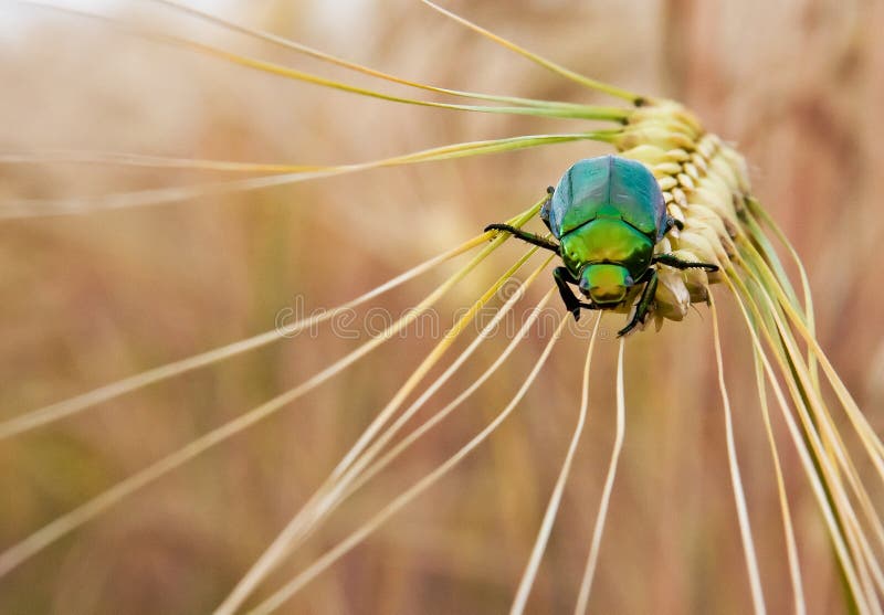 A green Japanese beetle on a wheat stalk royalty free stock photo