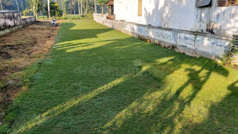 Green Japanese grass land used for gardens royalty free stock images