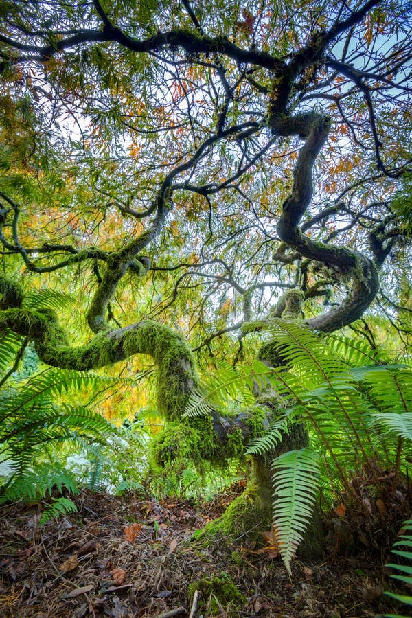 Green japanese maple tree royalty free stock image
