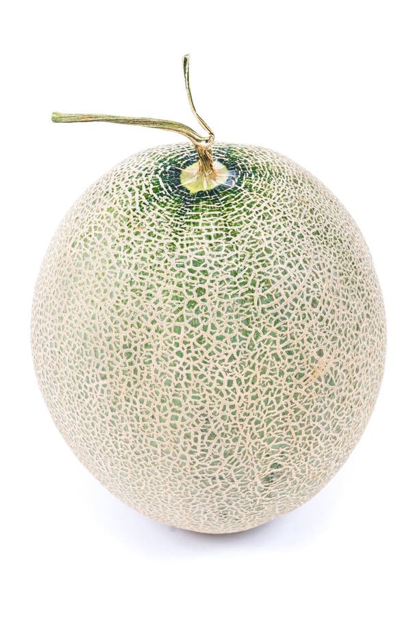 Green Japanese Melon in White Background Stock Photo Image of natural