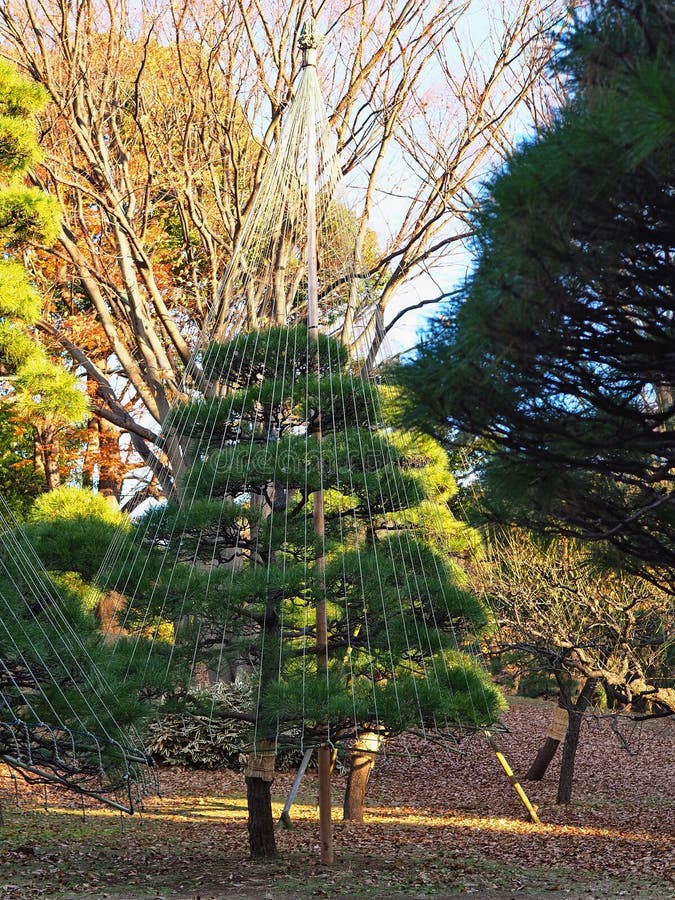 Zelený japonec borovice styl strom podporované podle v tokio v japonsko.