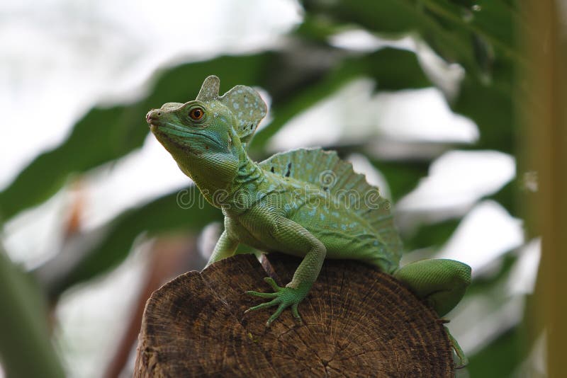 Green Jesus Christ Lizard stock photo. Image of ecuador 50104276
