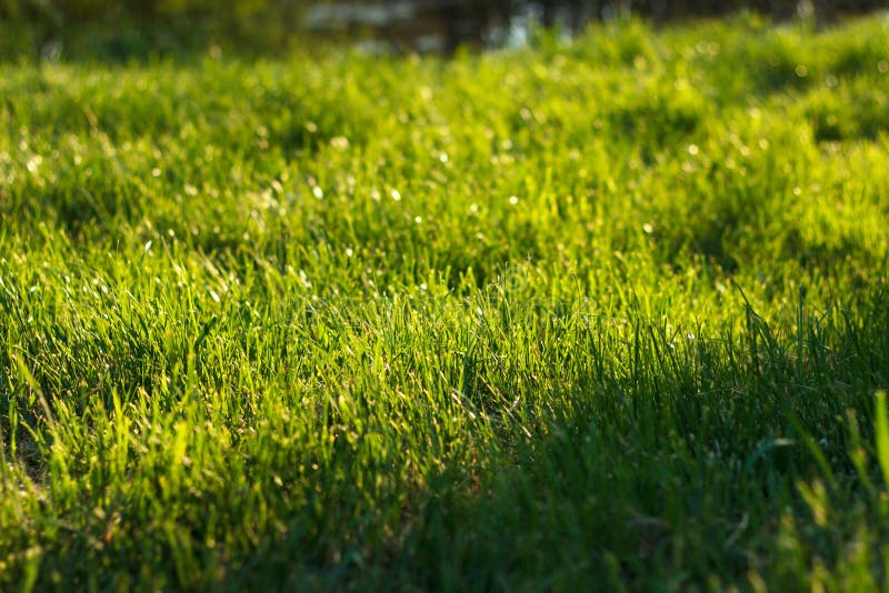 Thick Green Juicy Grass Grows Spring on Lawn Stock Image Image of