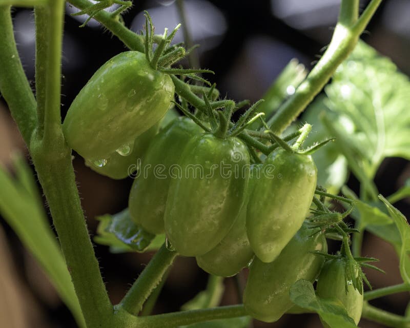 Green Juliet Tomatoes on Vine Stock Image Image of homemade, grown