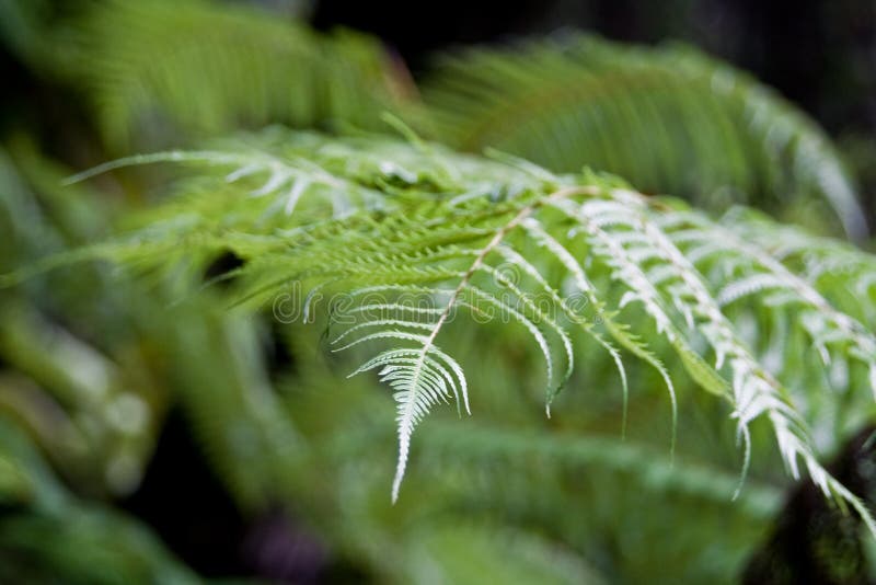 Green jungle fern stock photo. Image of pacific, node - 6197434