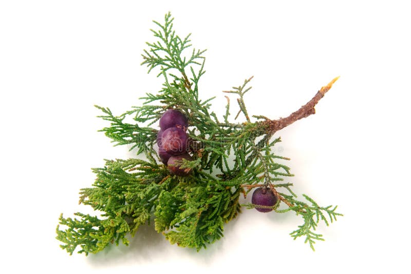 Green Juniper Branch with Berries Isolated on White Background Stock