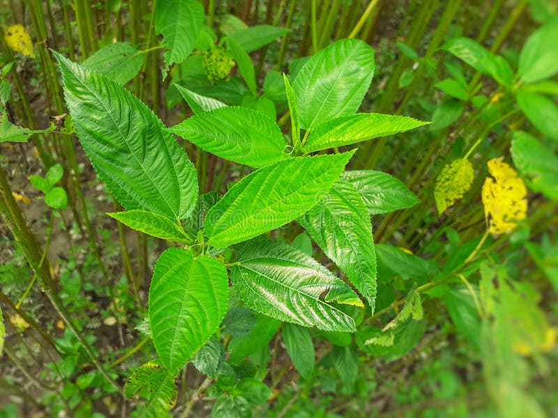 1,685 Jute Plant Stock Photos, High-Res Pictures, and Images - Getty Images