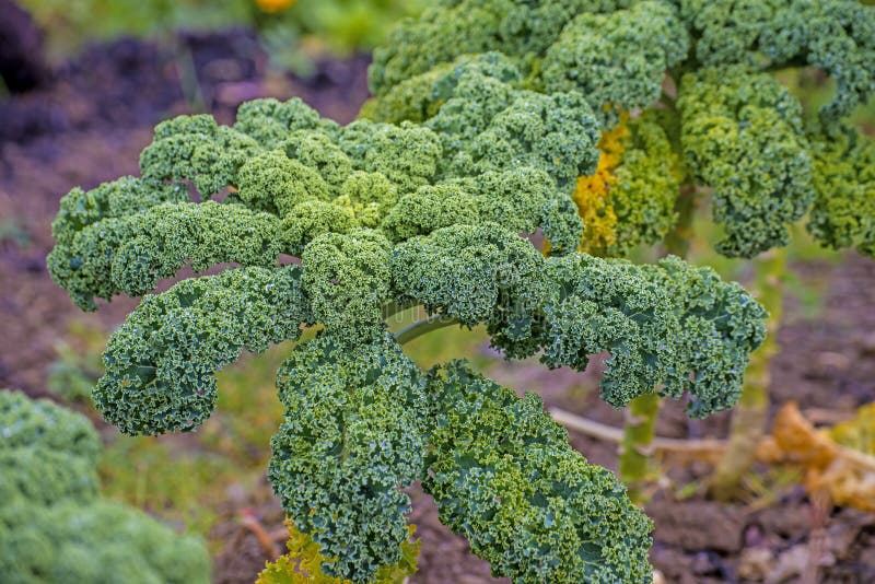 Green kale in cultivation stock image. Image of vegetable 48396785