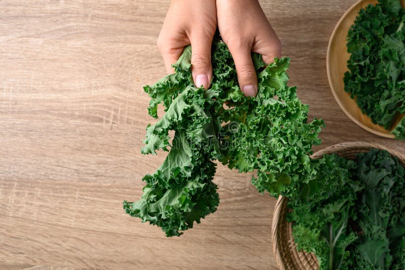 Green Kale or Leaf Cabbage with Hand, Healthy Food Stock Photo Image
