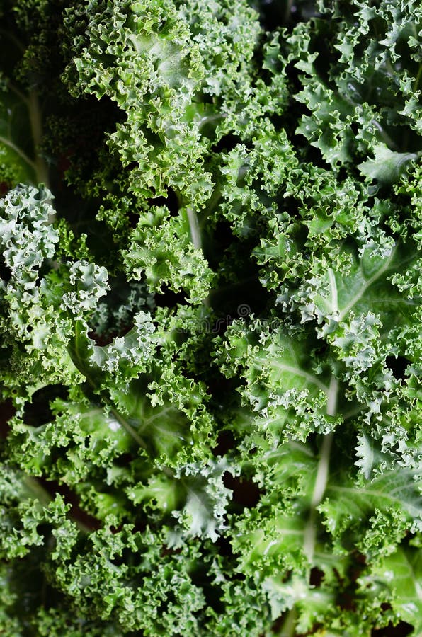 Green kale leaves curly stock photo. Image of nutrition 235283222