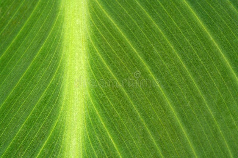 Green kanna leaf