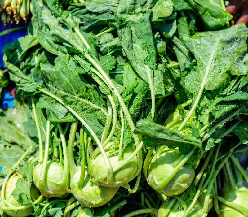 Green kohlrabi covered with water drops close up. Healthy fresh vegetables for sale at farmers market stock photos Green kohlrabi covered with water drops close up. Healthy fresh vegetables for sale at farmers market stock photos
