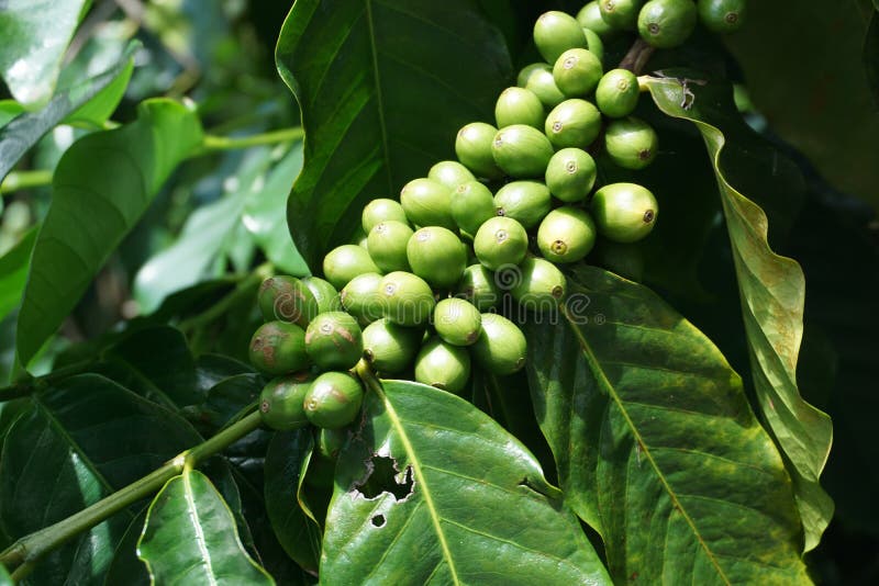 Green Kona Coffee Berries Grow on a Tree in Hawaii. when Ripened, the