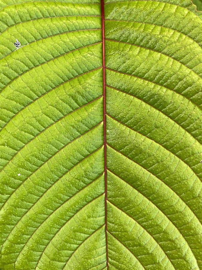 Green Kratom Leaf Texture, Background Stock Photo - Image of bright