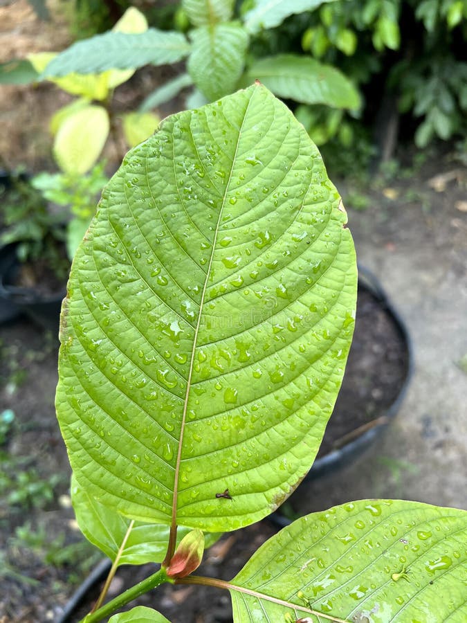 Green Kratom Leaves in the Forest Stock Photo - Image of natural