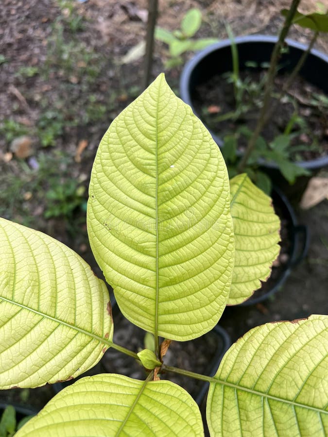 Green Kratom Leaves in the Garden Stock Photo - Image of natural, herb