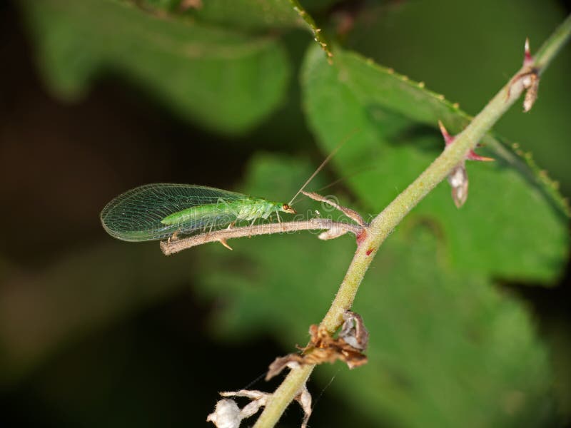 Delicate bug with beautiful eyes. Delicate bug with beautiful eyes.