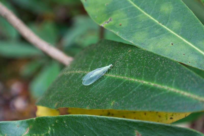 Green Lacewing with Red Eyes Eating Aphids on a Rhododendron Lea Stock Photo Image of