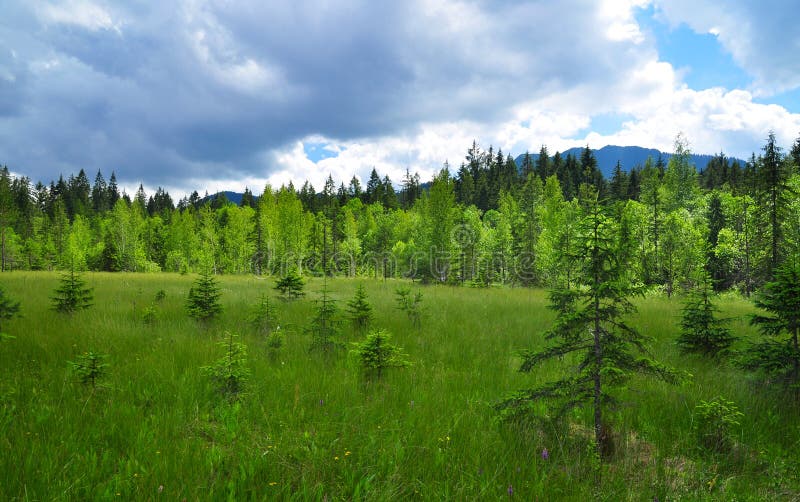 Green landscape