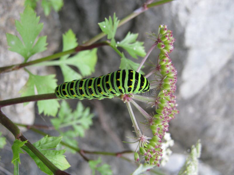 green larvaen royaltyfri bild green larvaen royaltyfri bild