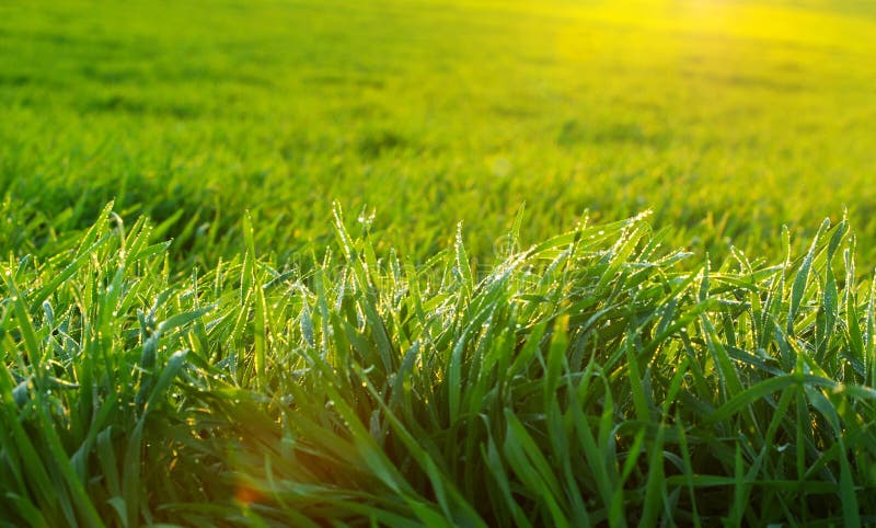 Green Lawn Picture. Image: 3355699