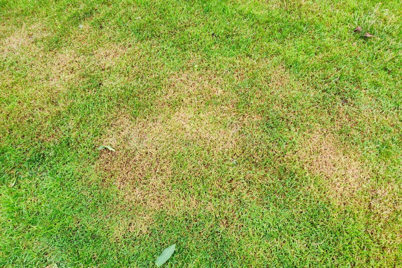 Green Lawn with Dead Spot. Disease Cause Amount of Damage To Green ...