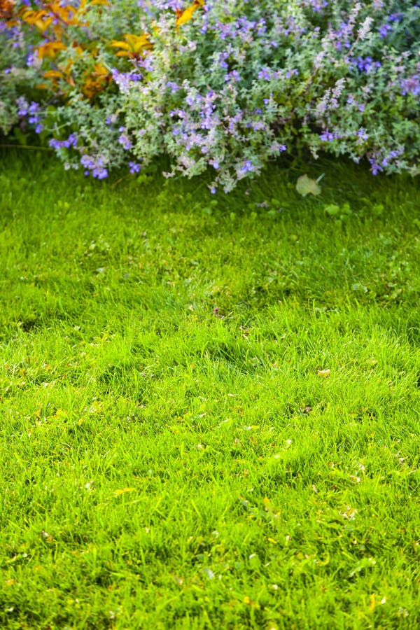 Green Lawn and Flower Bed with Blue Flowers Stock Photo - Image of ...