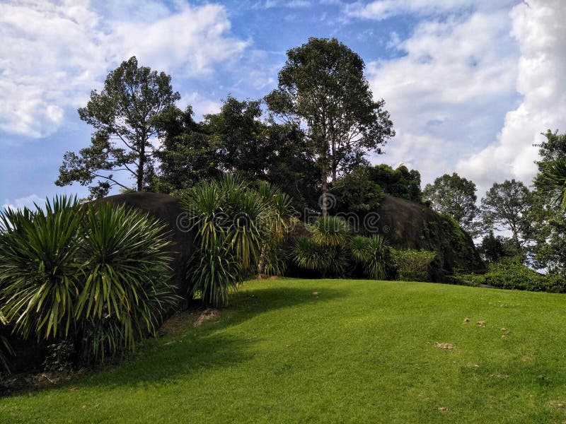 Green lawn and palm trees with the sky. royalty free stock photo Green lawn and palm trees with the sky. royalty free stock photo