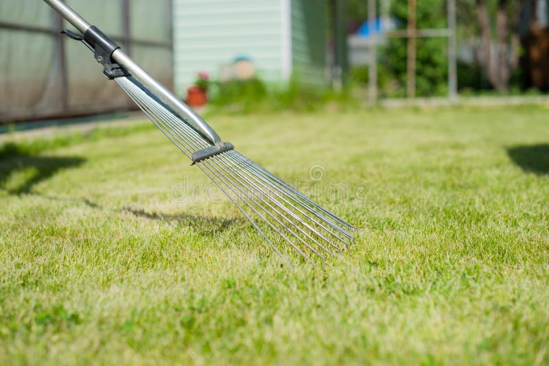 On the Green Lawn Rake Collect Grass Clippings Stock Image Image of