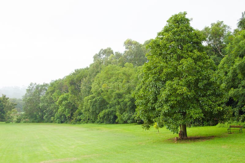 Green lawn and trees