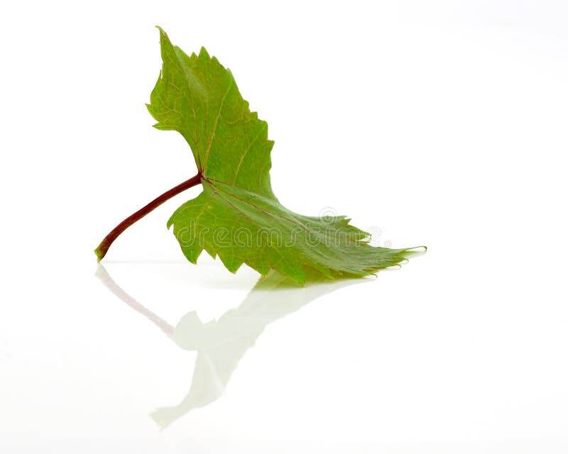 Green leaf isolated on a white background with reflection