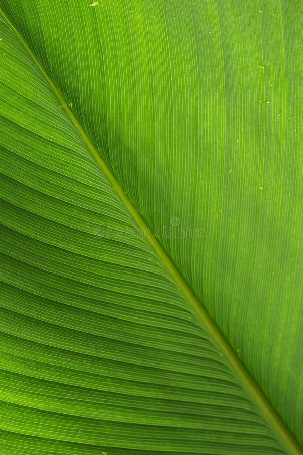 Un motivo di sfondo di una foglia verde.