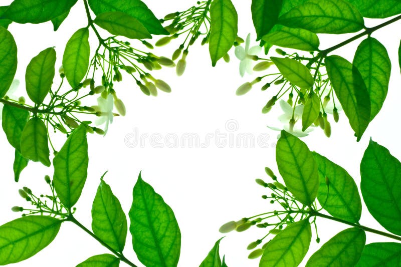 Green leaf