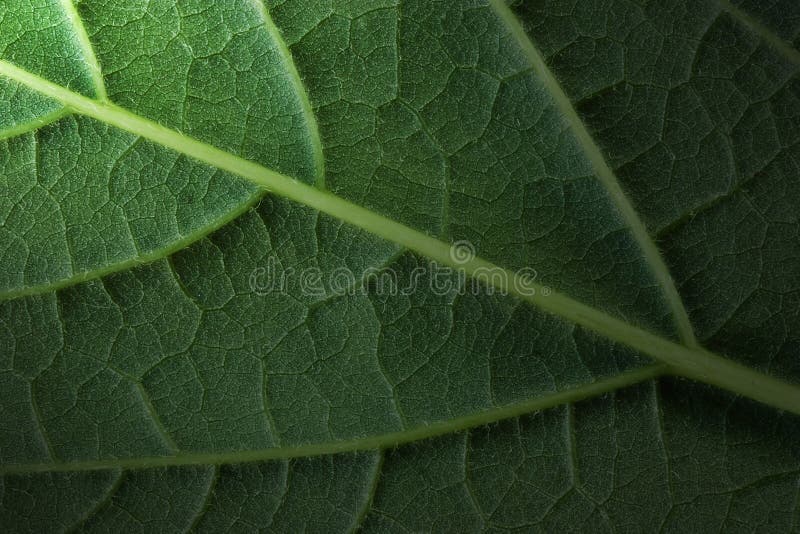 Green leaf