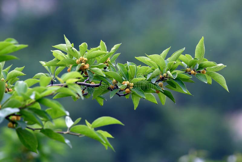 Green leaf