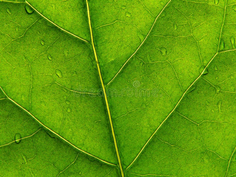 Green leaf 2