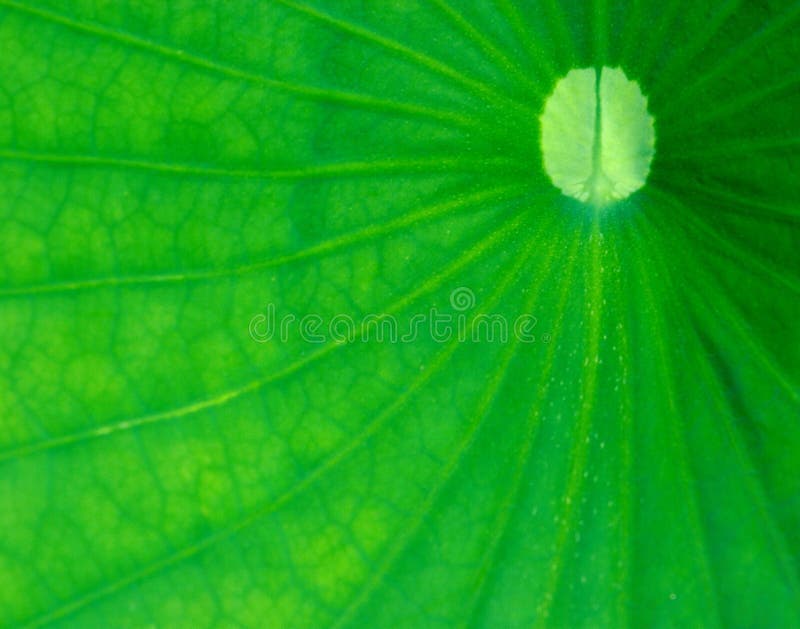 Green leaf