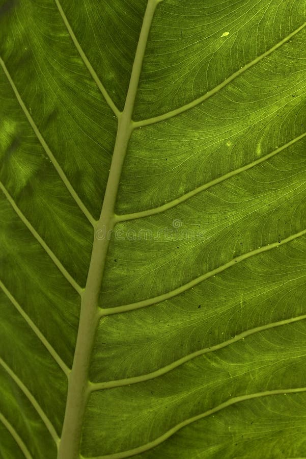 Green leaf