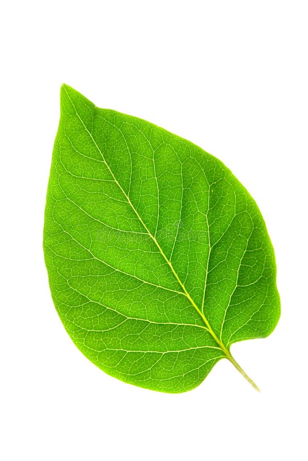 Zelený list izolovaných na bílém pozadí.