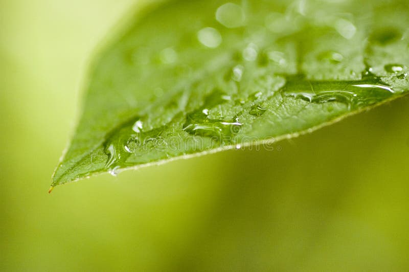 Green Leaf stock image