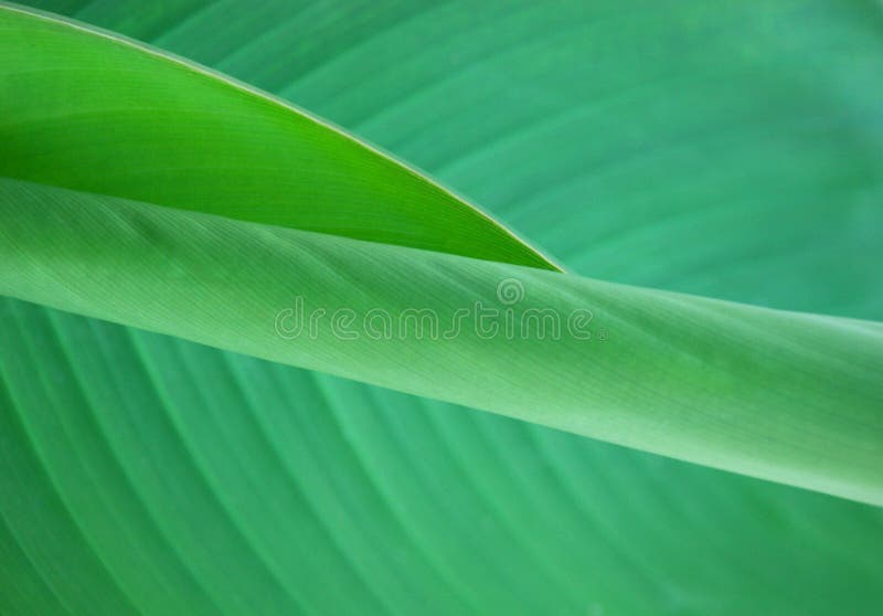 Green leaf