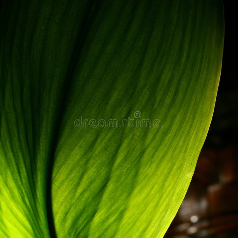 Green leaf