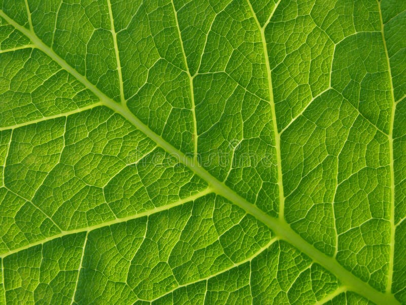 Green leaf