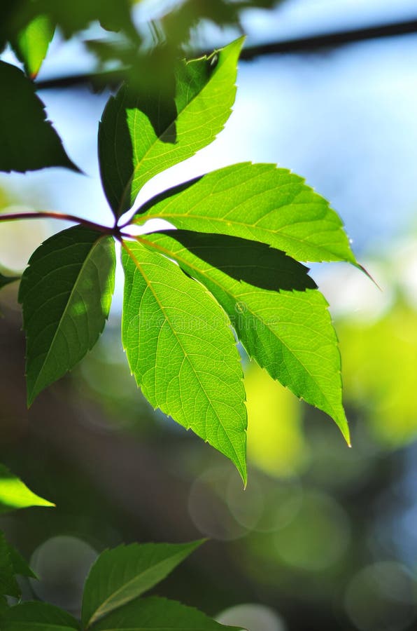 Green leaf royalty free stock images