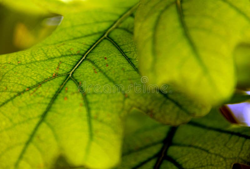 Green Leaf royalty free stock photo