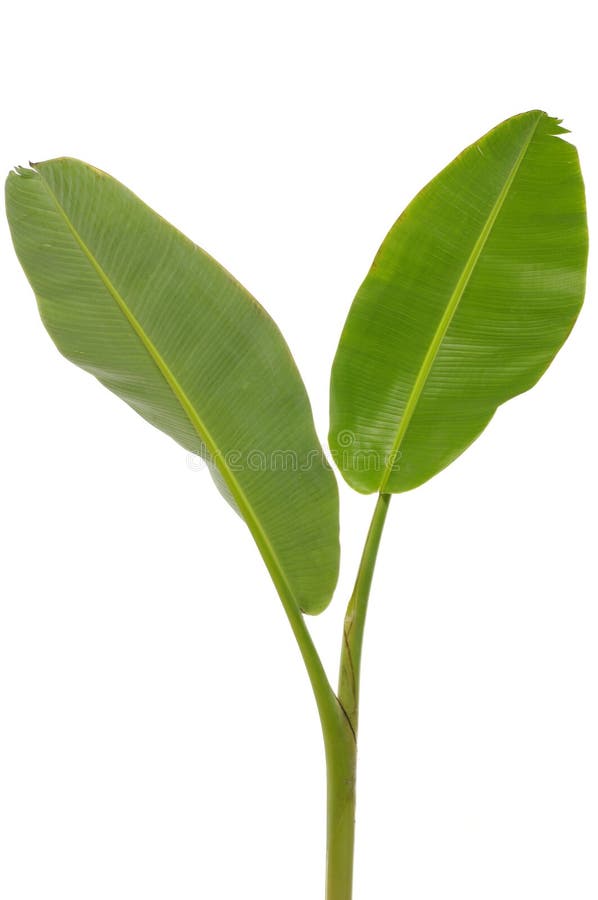 Green leaf