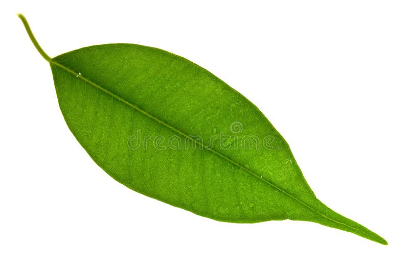 Green Leaf Picture. Image 8678947