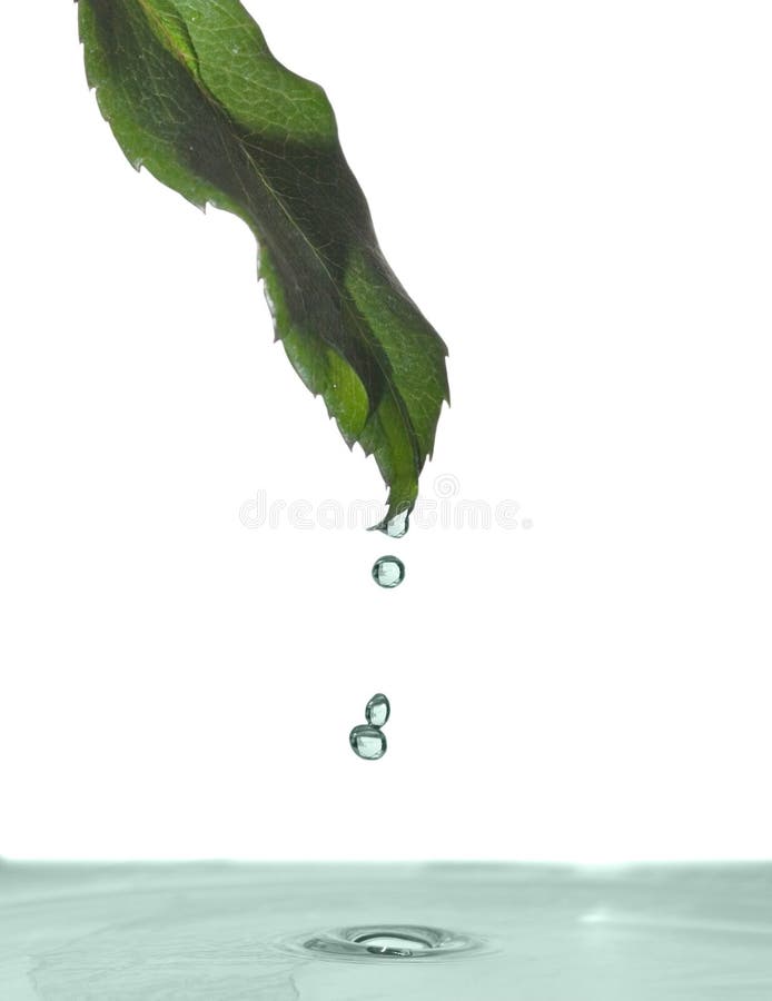 Green leaf above water