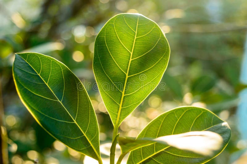 Green leaf absorbs morning sunlight. Leaves of a plant close-up with back-lit morning ray of light. Beauty in Nature background.